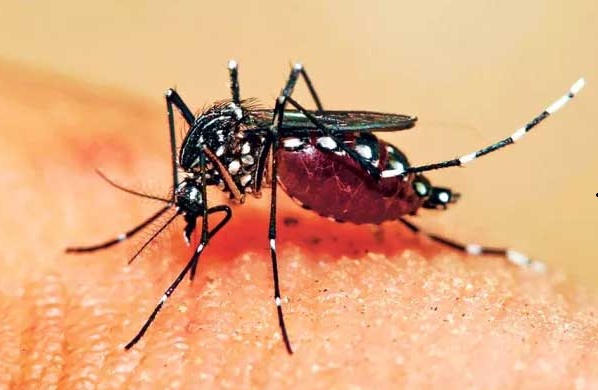 বর্ষার শুরুতেই ঊর্ধ্বমুখী ডেঙ্গুর সংক্রমণ
