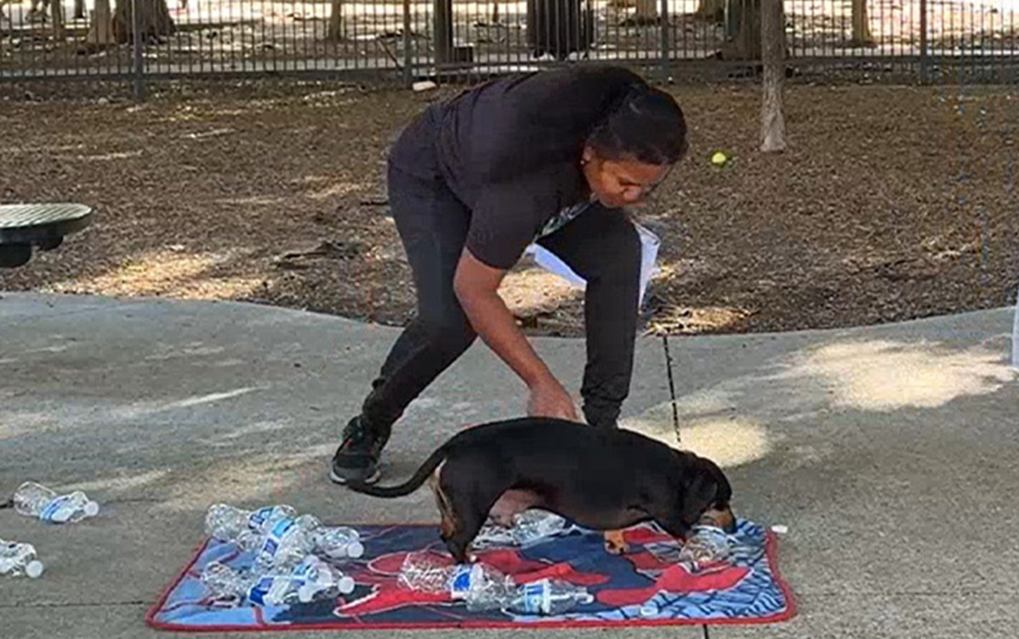 কুকুরের বিশ্বরেকর্ড! এক মিনিটে ১১টি বোতলের ঢাকনা খুলে তাক লাগাল ‘জেরি’